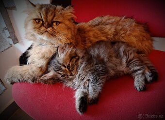 Kotě perské kočičky - 7