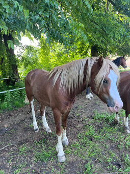 Prodáme valáška welsh pony of cob type, sekce C - 7