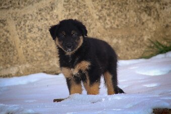 Australských ovčák s PP - 7