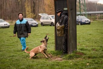 Belgický ovčák Malinois s PP - 7