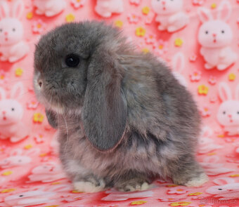 Zakrslí beránci NHD . - 7