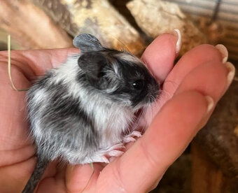 Mláďata osmáka degu s PP v různých barvách - 7
