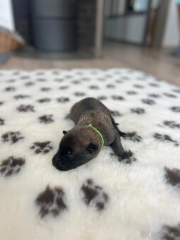 Belgický ovčák malinois s PP - 7
