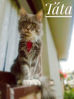 Mainská mývalí koťátka - 7