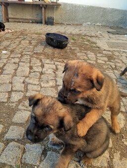 Německý ovčák kříženec, štěňata - 7