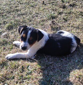 Štěňátka Jack Russel teriér - 7