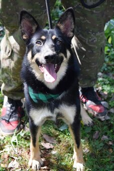 JANOT K ADOPCI - 1 ROK, MILÝ, PŘÁTELSKÝ - 7