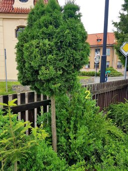 Thuje, Thuja, Túje, Zerav, stromky, keře - 7