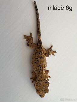 Pagekon řasnatý- Correlophus ciliatus - 7