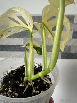 Monstera Adansonii Japanese Tricolor - 7