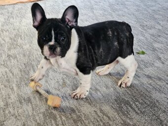 Francouzský buldoček - 7