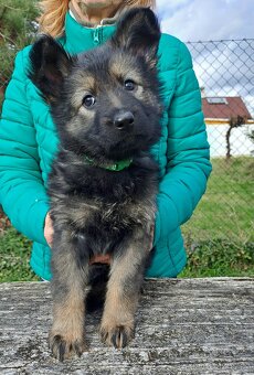 Německý ovčák - štěňata - 7