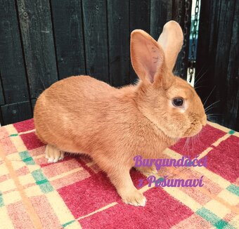 BURGUNDSKÝ králík s PP - SAMEČCI A SAMIČKY ⭐️⭐️⭐️ - 7