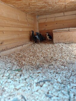 Křepelka čínská - 7