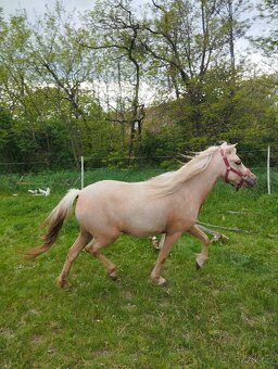 Pony klisna 2r. - 7