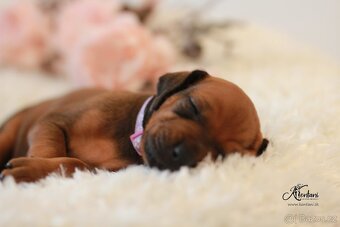 Rhodesian Ridgeback - 7