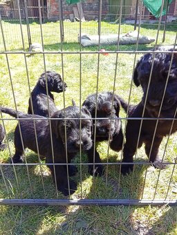 Knírač velký černý - štěňátka s PP - 7