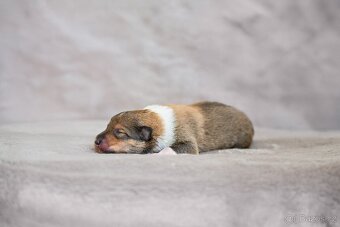 Kolie dlouhosrstá s PP - 7