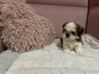 Shih tzu s PP, shih-tzu, Shi tzu, si cu, si tzu - 7