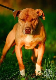 Apbt s PP - 7