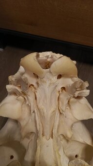 Žirafa Rothschildova - trofej, lebka - 7