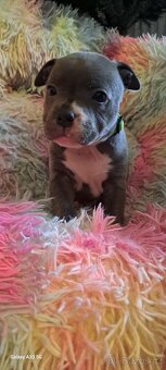 Stafordšírský bulterier - 7