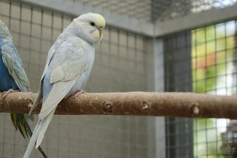 prodám mladé andulky - 7