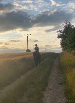 pony klisna kat. B - 7