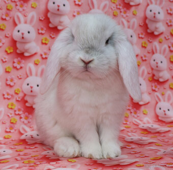 Zakrslý beránek NHD samička - 7