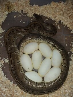 Krajta královská Dospělá chovná skupina - 7