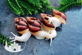 Africký šnek Lissachatina fulica albino body Snails - 7