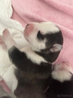 🐾 ŠTĚŇÁTKA HUSKY NA PRODEJ – HLEDÁME MILUJÍCÍ DOMOVY ❤️ - 7