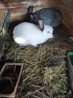 Králík domácí - 7