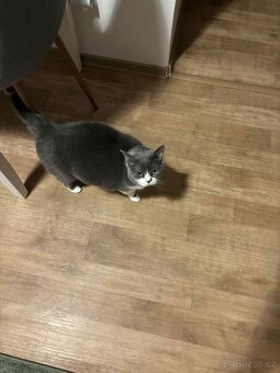 Kočičí seniorka k adopci - 7