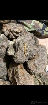 Zkameněliny - fosilie - 7