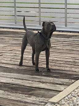 Bandog - 7