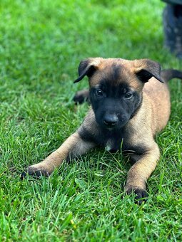 Belgický ovčák Malinois s PP - štěňata 8.týdnů - 7