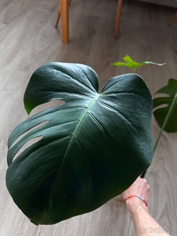 Monstera krásný řízek - 7
