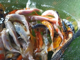 Koi kapříci - 7