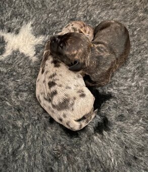 American Bully XL s PP k rezervaci - 7