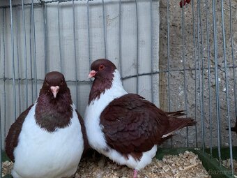 Moravsky pštros červeny - 7