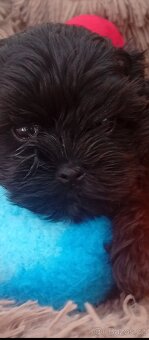 Jorkšírský teriér,Biewer,Merle, Black - 7