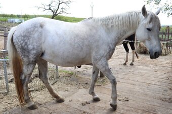 Charakterní kobyla ČT - 7