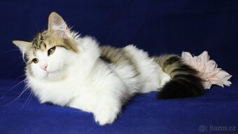 Sibiřská kočka - 7