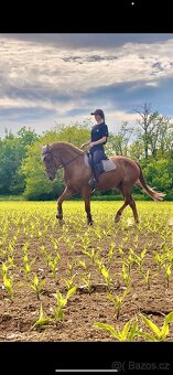 Predám kobylku - 7