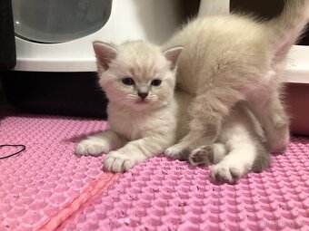 Čistokrevná britská krátkosrstá koťata po rodičích s PP - 7