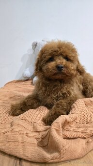 Toy pudlík z čínské linie – 3 měsíce, teddy typ, red brown - 7