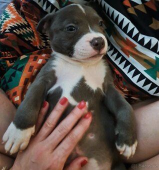 American Bully XL ŠTĚŇATA K ODBĚRU - 7