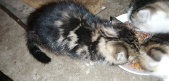 Darujeme koťátka - 7