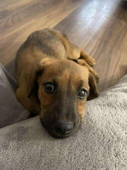 Štěňátko Freya hledá domov - 7